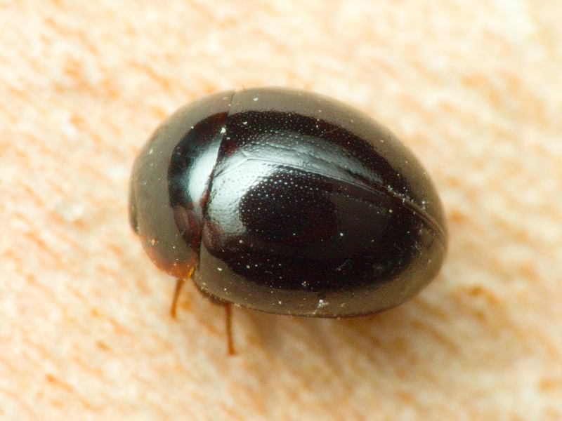 Anisotoma orbicularis (Herbst, 1791)